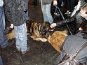 Heimtiermesse 2009   084